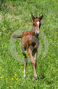 Newborn foal on a summer pasture