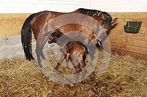 Newborn foal trying to drink