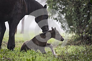 First steps of a newborn foal photo