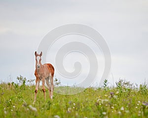 Newborn foal in wildflowers