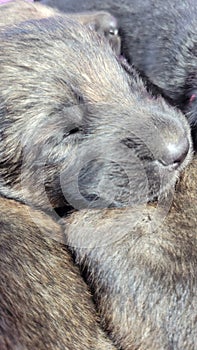 Newborn german shepherd puppies