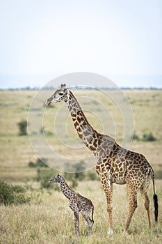 Newborn giraffe standing next to its mother in Masai Mara in Kenya