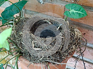 A newborn Glossy-black thrush in Merlo, Argntina