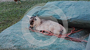 Newborn goat lying on a towel