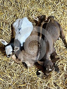 Newborn goats lie in the straw in a stable.