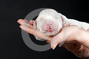 Newborn golden retriever puppy