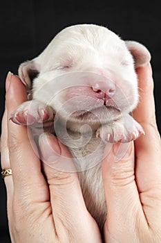 Newborn golden retriever puppy