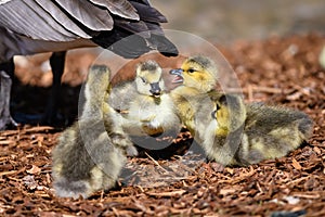 Newborn Goslings Learning to Complain, Argue, Scrabble and Squawk