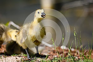 Newborn Goslings Learning to Complain, Argue, Scrabble and Squawk