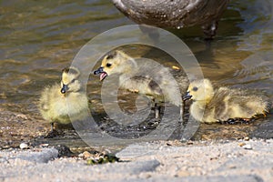 Newborn Goslings Learning to Complain, Argue, Scrabble and Squawk