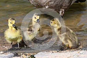 Newborn Goslings Learning to Complain, Argue, Scrabble and Squawk