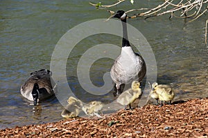 Newborn Goslings Learning Under the Watchful Eye of Mother and Father