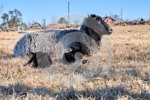 Newborn Gotland sheep lambs in a meadow on a farm in Skaraborg Sweden