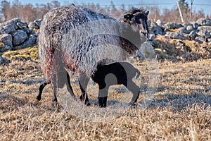 Newborn Gotland sheep lambs in a meadow on a farm in Skaraborg Sweden