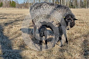 Newborn Gotland sheep lambs in a meadow on a farm in Skaraborg Sweden