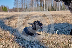 Newborn Gotland sheep lambs in a meadow on a farm in Skaraborg Sweden