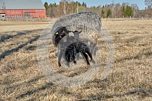 Newborn Gotland sheep lambs in a meadow on a farm in Skaraborg Sweden