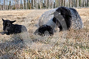 Newborn Gotland sheep lambs in a meadow on a farm in Skaraborg Sweden