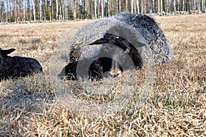 Newborn Gotland sheep lambs in a meadow on a farm in Skaraborg Sweden