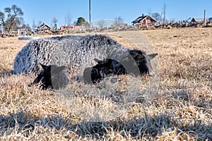 Newborn Gotland sheep lambs in a meadow on a farm in Skaraborg Sweden