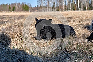 Newborn Gotland sheep lambs in a meadow on a farm in Skaraborg Sweden