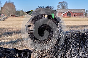 Newborn Gotland sheep lambs in a meadow on a farm in Skaraborg Sweden