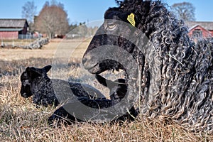 Newborn Gotland sheep lambs in a meadow on a farm in Skaraborg Sweden