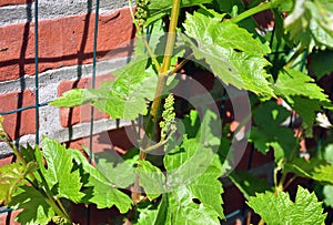 Newborn grapes on vine