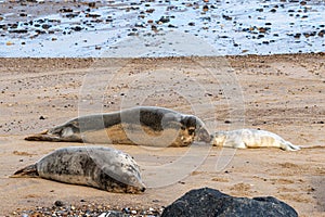 Newborn grey seal pup, Halichoerus grypus, with mother seal, Horsey, Norfolk, UK