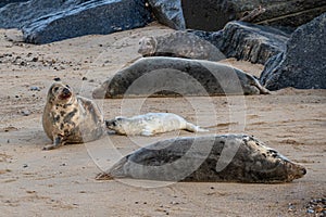 Newborn grey seal pup, Halichoerus grypus, suckling from mother seal, Horsey, Norfolk, UK