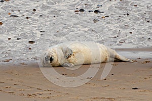 Newborn grey seal pups, Halichoerus grypus, with mother seals, Horsey, Norfolk, UK