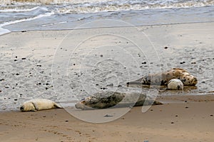 Newborn grey seal pups, Halichoerus grypus, with mother seals, Horsey, Norfolk, UK