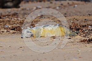 A newborn Grey seals pup on the beach