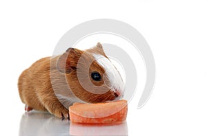 Newborn guinea pig with carrot