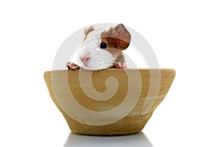 Newborn guinea pig in pottery