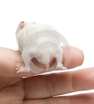 Newborn hamster