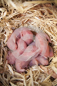 Newborn hamster pups in the straw nest