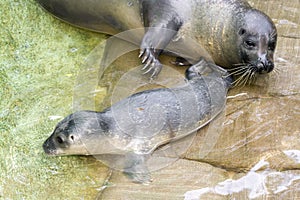 Newborn harbour seal (Phoca vitulina)