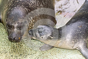 Newborn harbour seal (Phoca vitulina)