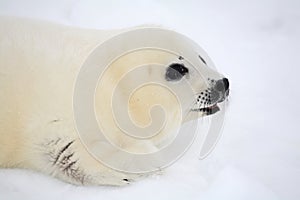 Newborn harp seal pup