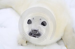 Newborn harp seal pup