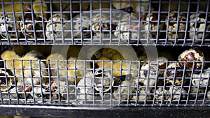 Newborn hatched quail Chicks close up in an incubator