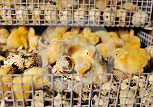 Newborn hatched quail Chicks close up in an incubator