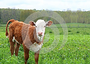  newborn Herefor calf standing in the field