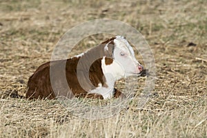 A newborn Hereford calf