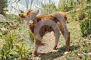 Newborn Highland calf photo