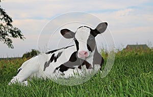 Newborn Holstein Calf Outside Early in the Evening photo