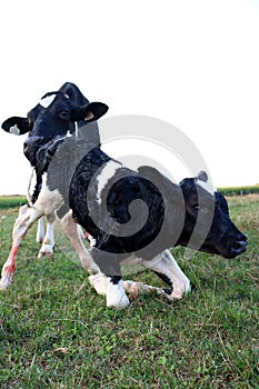 Newborn Holstein calf tries to stand for the first time