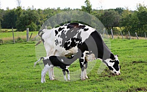 Newborn Holstein calf trying to feed whil mom grazes