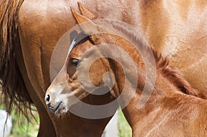 Newborn horse and his mother